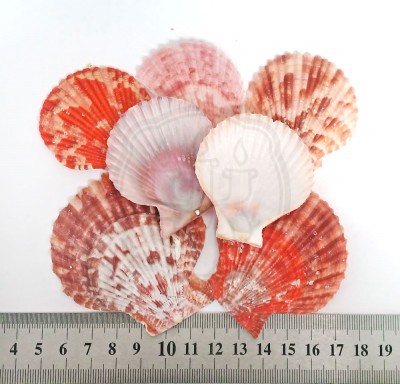 Mimachlamys sanguinea - Благородный гребешок, 55 - 75 мм 35-45 г Натуральные морские ракушки для декора