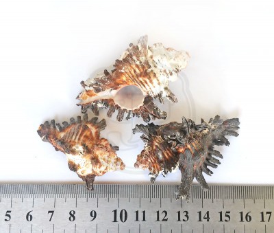 Chicoreus torrefactus - Мурекс головешка, 40 - 60 мм 35-45 г Натуральные морские ракушки для декора