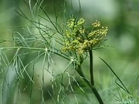 Эфирное масло Укроп Натуральное эфирное масло Укропа. Флакон 10 мл. Производитель: ООО АРС.