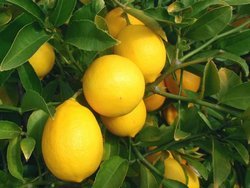 Эфирное масло Лимона Натуральное эфирное масло Лимон.Объем флакона: 10 мл.Производитель: ООО АРС