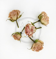 Розы сухоцвет Нежно-Розовые (сухоцвет)