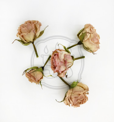 Розы сухоцвет Нежно-Розовые (сухоцвет) Бутоны кустовой розочки сухоцвет
