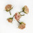 Розы сухоцвет Нежно-Розовые (сухоцвет) - Розы сухоцвет Нежно-Розовые (сухоцвет)