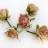 Розы сухоцвет Нежно-Розовые (сухоцвет) - Розы сухоцвет Нежно-Розовые (сухоцвет)
