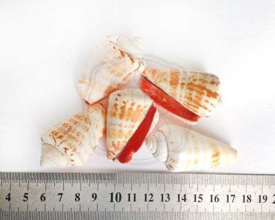 Strombus luhuanus, 45 — 55 мм 95-100 г Натуральные морские ракушки для декора