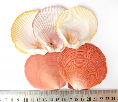 Ylistrum japonicum broen -Лунный гребешок, 70 - 80 мм 35-45 г Натуральные морские ракушки для декора
