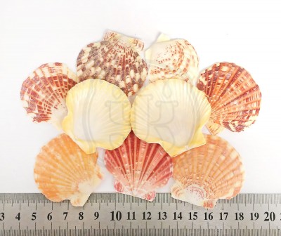 Pecten macassarensis, 40 - 60 мм 35-45 г Натуральные морские ракушки для декора