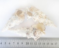Cerithium nodulosum - Бугорчатый церитиум, 7 - 9,5 см 95-105 г