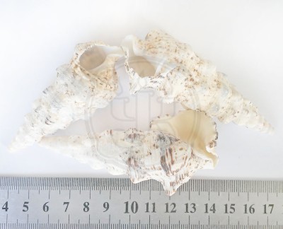 Cerithium nodulosum - Бугорчатый церитиум, 7 - 9,5 см 95-105 г Натуральные морские ракушки для декора