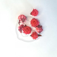 Гомфрена мелкая Цвет розовая (сухоцвет)