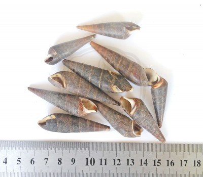 Faunus ater - Шип дьявола,  40 - 60 мм 35-45 г Натуральные морские ракушки для декора