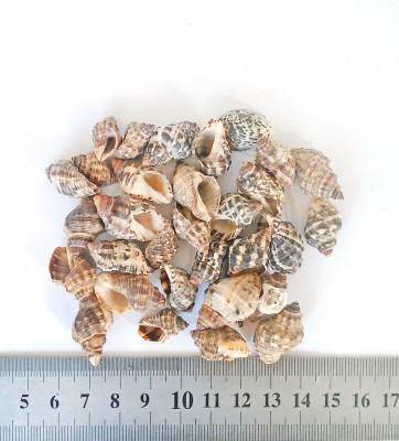 Thais bitubercularis, 18 - 35 мм 35-45 г Натуральные морские ракушки для декора